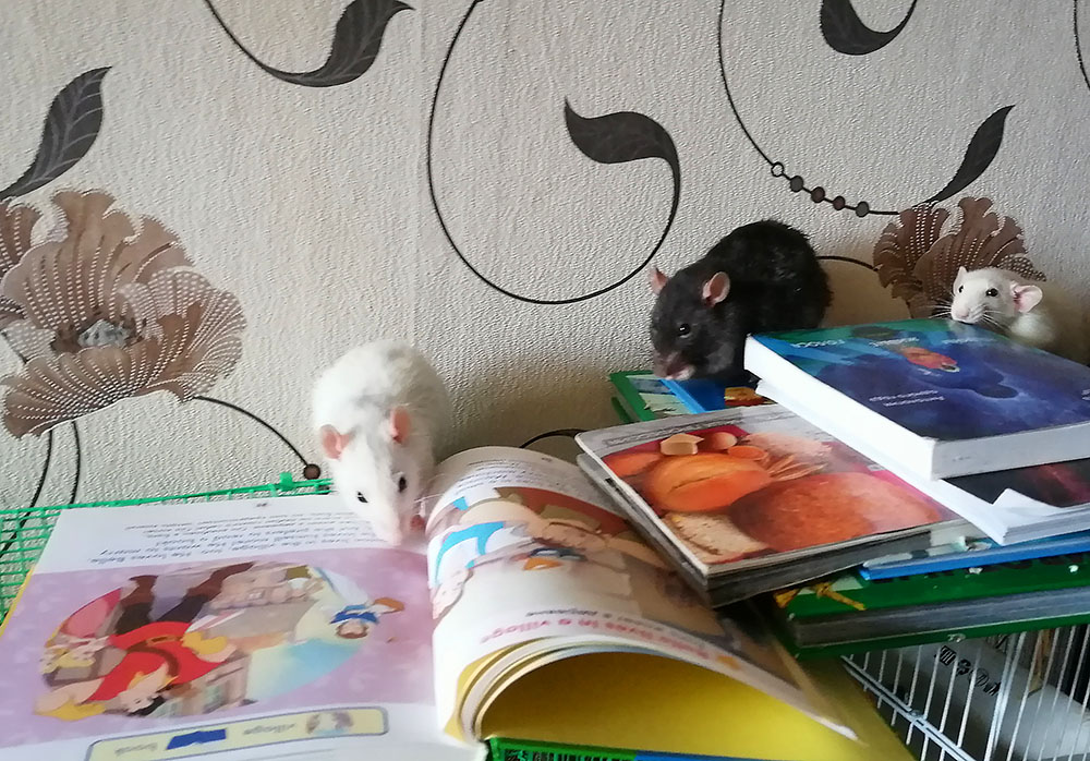 Bibliopozitiv2020 29